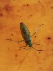 Discogastrini