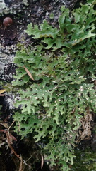 Pseudocyphellaria carpoloma