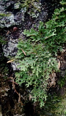 Pseudocyphellaria carpoloma