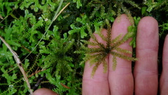 Hypnodendron arcuatum