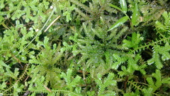 Hypnodendron arcuatum