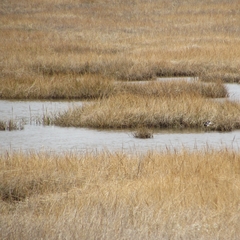 Puccinellia maritima