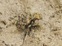 Elaphrus americanus