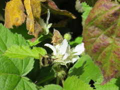 Bombus melanopygus