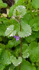 Glechoma hederacea