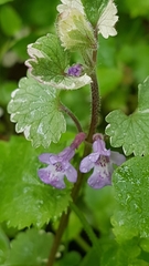 Glechoma hederacea