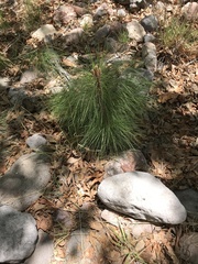 Pinus engelmannii