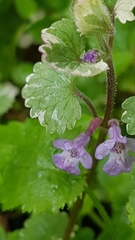 Glechoma hederacea