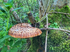 Cerioporus squamosus