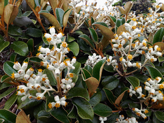 Brachyglottis elaeagnifolia