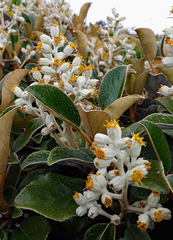 Brachyglottis elaeagnifolia