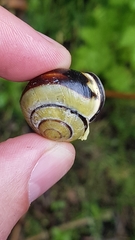 Cepaea nemoralis
