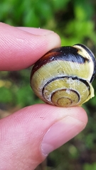 Cepaea nemoralis