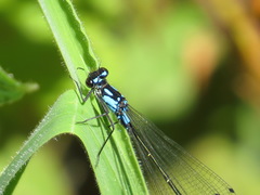 Zoniagrion exclamationis