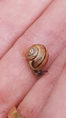 Cepaea