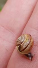 Cepaea