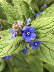 Pentaglottis sempervirens