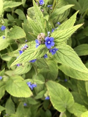 Pentaglottis sempervirens