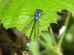 Zoniagrion exclamationis
