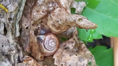 Cepaea