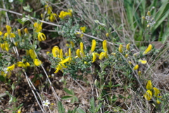 Genista millii