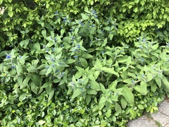 Pentaglottis sempervirens