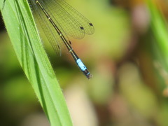 Zoniagrion exclamationis
