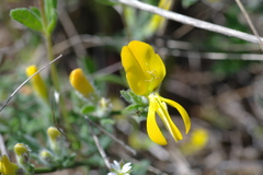 Genista millii