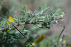 Genista millii
