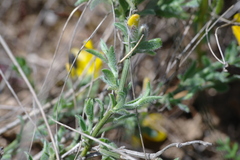 Genista millii
