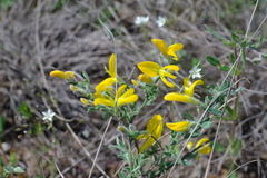 Genista millii