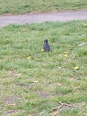 Sturnus vulgaris