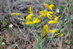 Genista millii