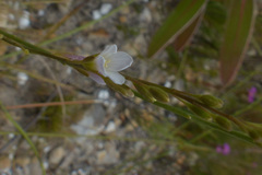Heliophila macra
