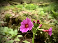 Primula japonica