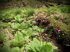 Primula japonica