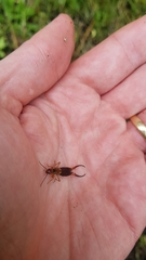 Forficula auricularia