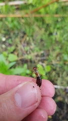 Forficula auricularia