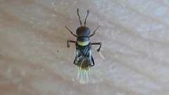 Isodromus