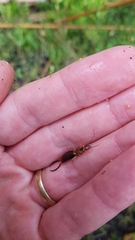 Forficula auricularia