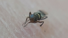 Isodromus