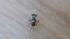Isodromus