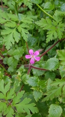 Geranium robertianum