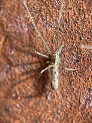 Tetragnatha montana