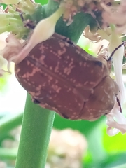 Protaetia orientalis