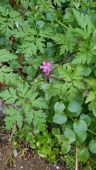 Geranium robertianum