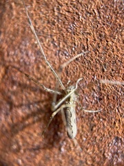 Tetragnatha montana