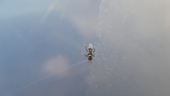 Isodromus
