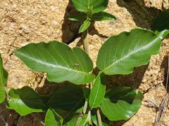 Tacazzea apiculata