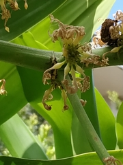 Protaetia orientalis